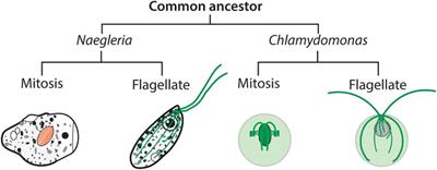 The Amazing Evolutionary Complexity of Eukaryotic Tubulins: Lessons from Naegleria and the Multi-tubulin Hypothesis